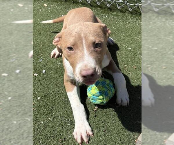 Medium Photo #1 Mutt Puppy For Sale in Texas City, TX, USA