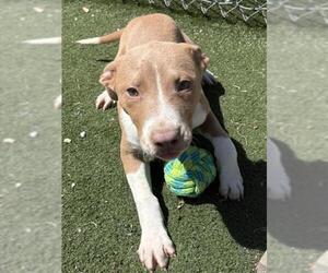 Mutt Dogs for adoption in Texas City, TX, USA