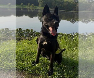 Dante - Male Siberian Husky-Unknown Mix Dog for Adoption - Photo #9