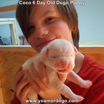 Medium Photo #17 Dogo Argentino Puppy For Sale in JANE, MO, USA