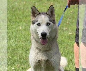Siberian Husky Dogs for adoption in Yardley, PA, USA