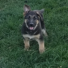 German Shepherd Dog Puppy for sale in NAPPANEE, IN, USA