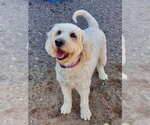 Small Photo #2 Golden Retriever-Unknown Mix Puppy For Sale in Webster, WI, USA