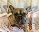 Small #2 French Bulldog