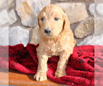 Small Photo #3 Goldendoodle-Poodle (Standard) Mix Puppy For Sale in EAST EARL, PA, USA
