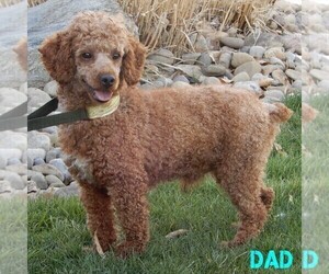 Father of the Goldendoodle puppies born on 09/12/2022
