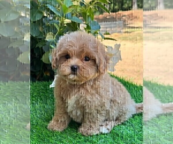 Medium Photo #12 Maltipoo Puppy For Sale in FORT LAUDERDALE, FL, USA