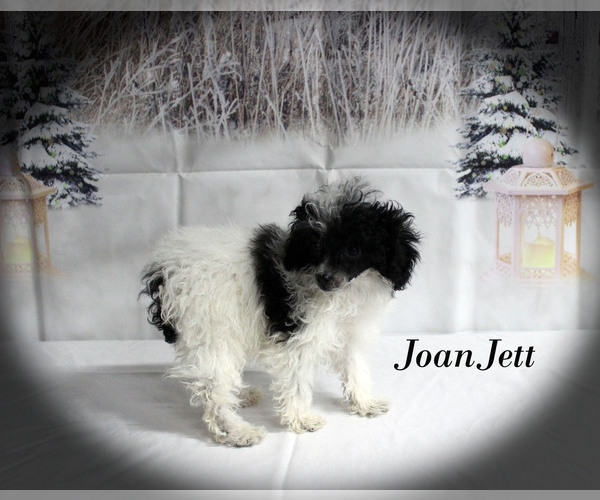 Medium Photo #24 Poodle (Toy) Puppy For Sale in CHANUTE, KS, USA