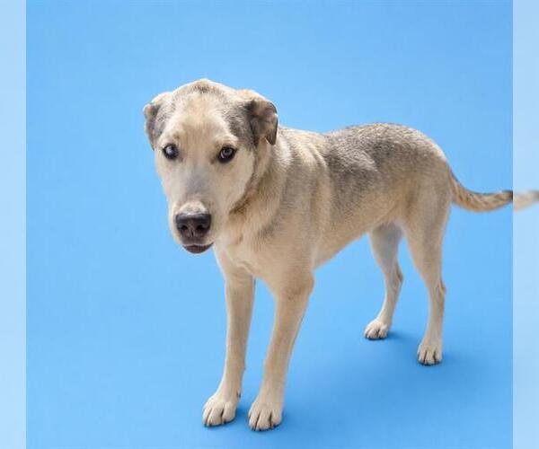 Medium Photo #1 Siberian Husky-Unknown Mix Puppy For Sale in HESPERIA, CA, USA
