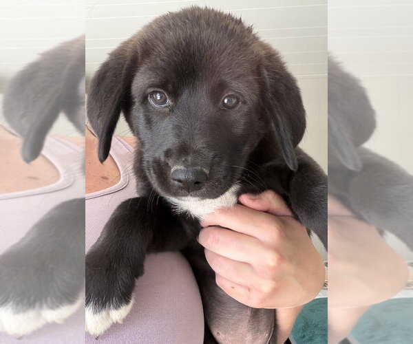 Medium Photo #2 Labrador Retriever-Unknown Mix Puppy For Sale in Aurora, IN, USA