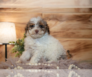 Medium Poodle (Miniature)