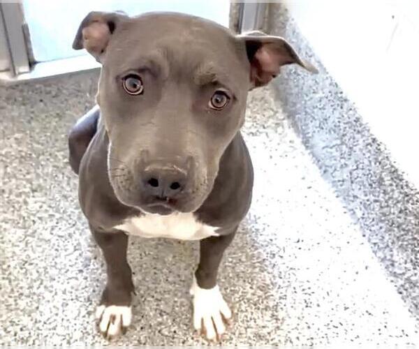 Medium Photo #2 American Pit Bull Terrier Puppy For Sale in Houston, TX, USA