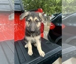 Small Photo #3 German Shepherd Dog Puppy For Sale in FORT WORTH, TX, USA