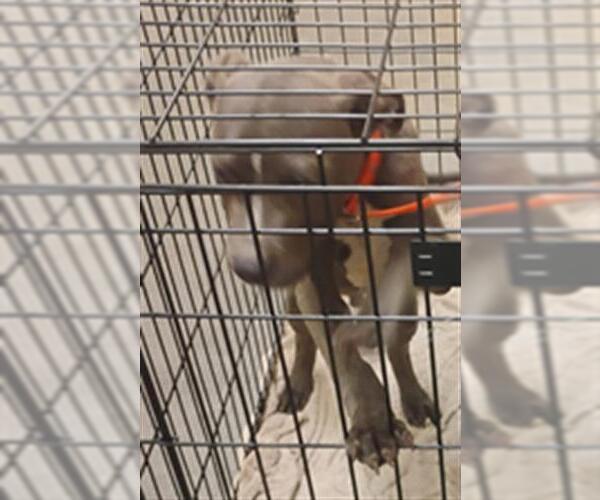 Medium Photo #1 American Pit Bull Terrier-Labrador Retriever Mix Puppy For Sale in Texas City, TX, USA