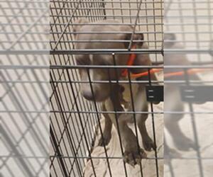 American Pit Bull Terrier-Labrador Retriever Mix Dogs for adoption in Texas City, TX, USA