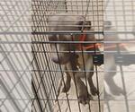 Small American Pit Bull Terrier-Labrador Retriever Mix