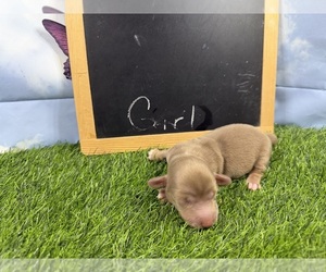 Dachshund Puppy for sale in CASSVILLE, MO, USA