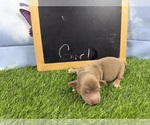 Small Dachshund