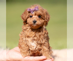 Puppy Lyra F1B Maltipoo (Miniature)