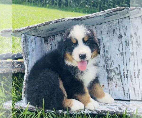 Medium Photo #3 Bernedoodle (Miniature) Puppy For Sale in GORDONVILLE, PA, USA