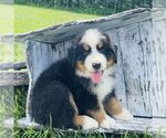 Small #2 Bernedoodle (Miniature)
