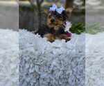 Small #3 Yorkshire Terrier