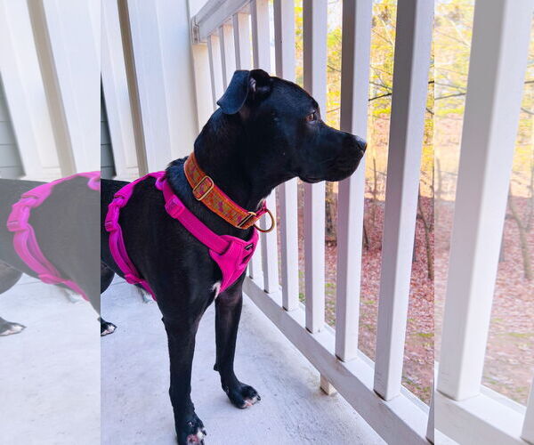 Medium Photo #8 Boxador Puppy For Sale in Holly Springs, NC, USA