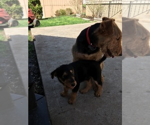 Airedale Terrier Puppy for sale in WELLINGTON, MO, USA