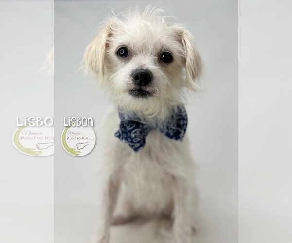 Medium Photo #3 Malchi Puppy For Sale in Benton, LA, USA