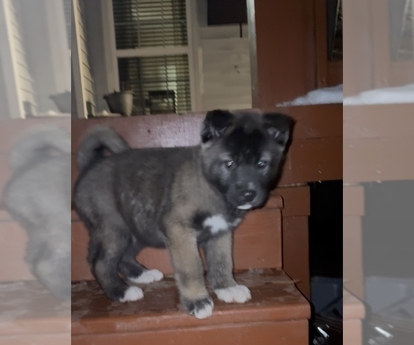 Medium Photo #5 Akita Puppy For Sale in LOUISVILLE, KY, USA