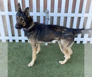 German Shepherd Dog-Unknown Mix Dogs for adoption in Modesto, CA, USA