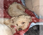 Small #1 Poodle (Toy) Mix