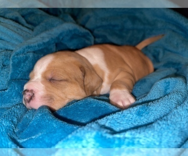 Medium Photo #138 American Bully Puppy For Sale in REESEVILLE, WI, USA