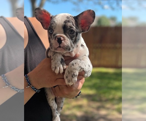 Medium Photo #3 French Bulldog Puppy For Sale in PEARLAND, TX, USA