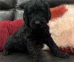 Small Photo #2 Labradoodle Puppy For Sale in CEDAR HILL, TX, USA