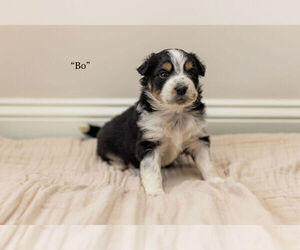 Texas Heeler Puppy for sale in TRUSSVILLE, AL, USA