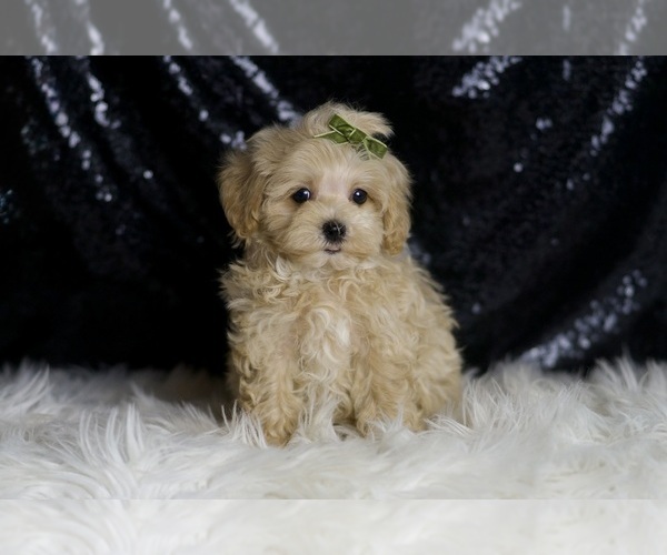 Medium Photo #1 Maltipoo Puppy For Sale in WARSAW, IN, USA