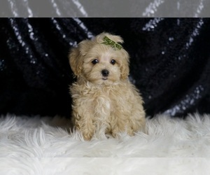 Maltipoo Puppy for sale in WARSAW, IN, USA