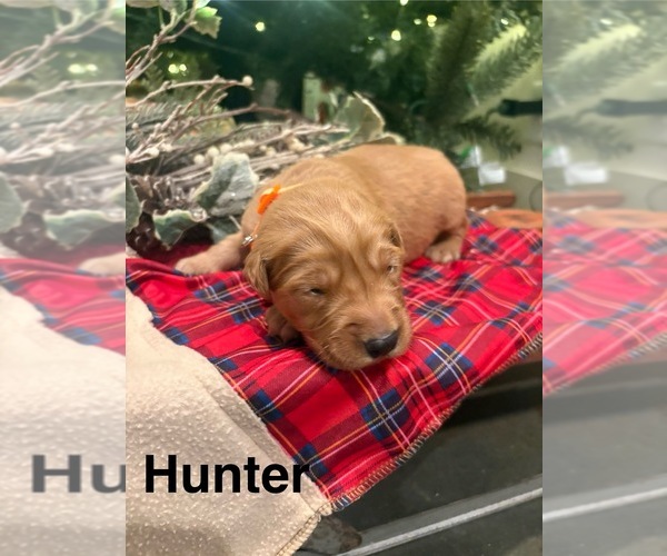 Medium Photo #8 Golden Retriever Puppy For Sale in MARSHFIELD, MO, USA