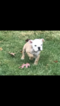 Small Photo #11 English Bulldog Puppy For Sale in STOUGHTON, MA, USA