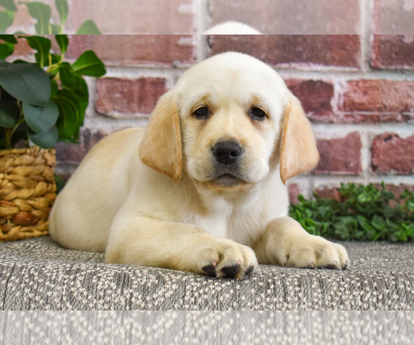 Medium Photo #9 Labrador Retriever Puppy For Sale in SYRACUSE, IN, USA