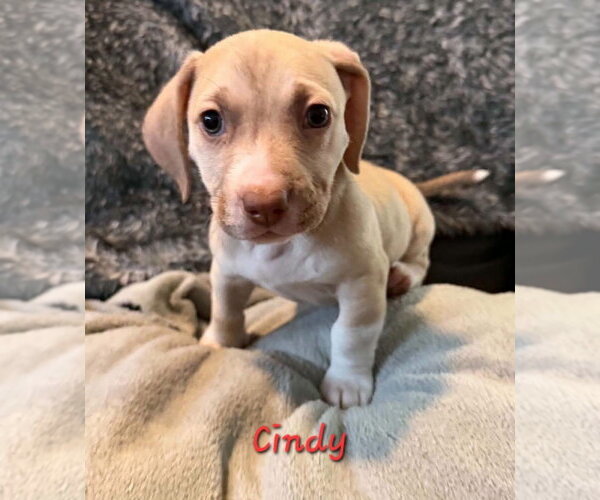 Medium Photo #1 Beagle-Staffordshire Bull Terrier Mix Puppy For Sale in Anchorage, AK, USA