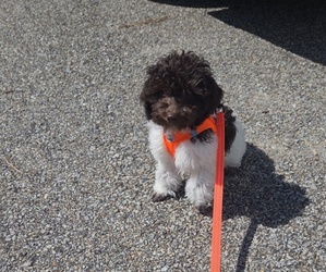 Poodle (Toy) Puppy for sale in WORCESTER, MA, USA