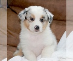 Small Photo #2 Aussiedoodle Puppy For Sale in WEATHERFORD, TX, USA