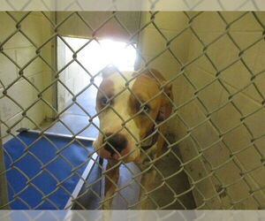 American Pit Bull Terrier Dogs for adoption in Ocala, FL, USA