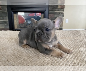 Medium French Bulldog