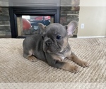 Small Photo #1 French Bulldog Puppy For Sale in HILTON, NY, USA