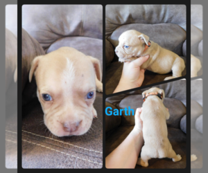 Olde English Bulldogge Puppy for sale in WHEELER, MI, USA