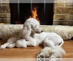Small Photo #10 Poodle (Standard) Puppy For Sale in HAGERSTOWN, MD, USA