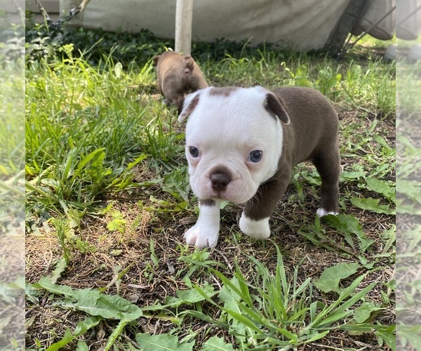 Medium Photo #8 Boston Terrier Puppy For Sale in FREDONIA, KS, USA